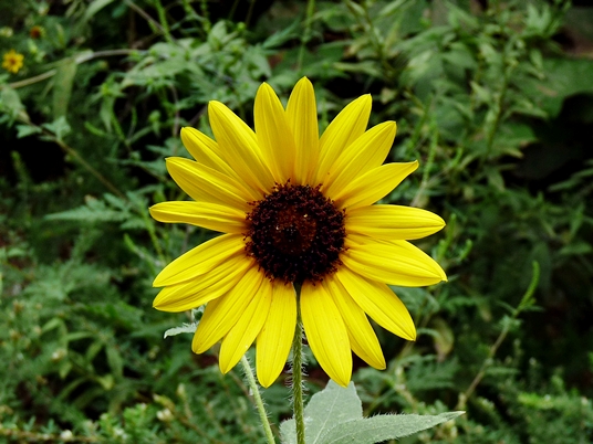 {Helianthus annuus}